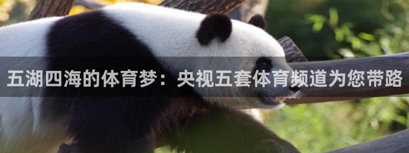 火凤直播足球免费观看：五湖四海的体育梦：央视五套体育频道为您带路